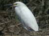 egret-snowy-wb.gif (242673 bytes)
