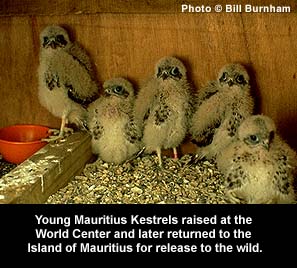 Mauritius Kestrel chicks.