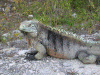 iguana.gif (179797 bytes)