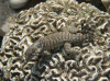 lizard.gif (186844 bytes)